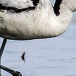 204A4186 Avocette élégante